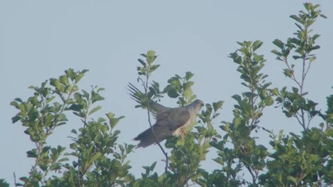 Common Cuckoo (Cuculus Canorus) Male Calling Stock Footage 335759946