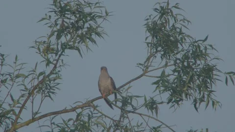 Common Cuckoo (Cuculus Canorus) Male Calling Stock Footage 335759985