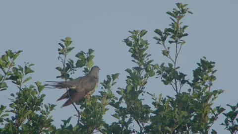 Common Cuckoo (Cuculus Canorus) Male Calling 库存影片 335759986