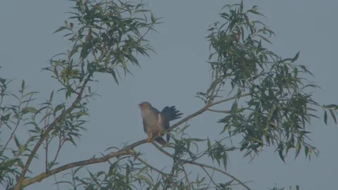Common Cuckoo (Cuculus Canorus) Male Calling Stock Footage 335759992