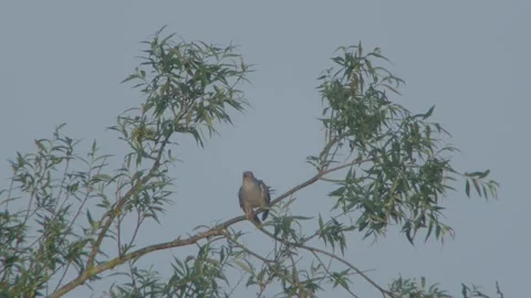 Common Cuckoo (Cuculus Canorus) Male Calling Stock Footage 335760008
