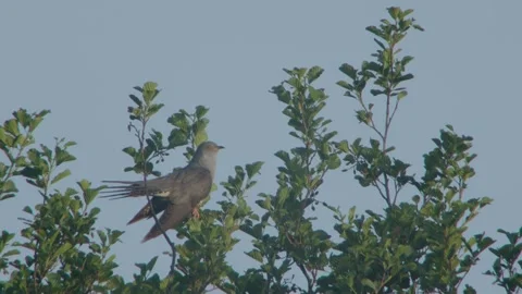 Common Cuckoo (Cuculus Canorus) Male Calling 库存影片 335760029