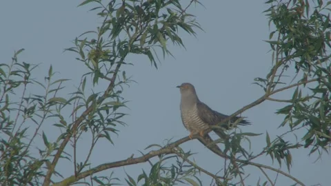 Common Cuckoo (Cuculus Canorus) Male Calling Stock Footage 335760040