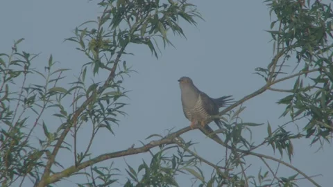 Common Cuckoo (Cuculus Canorus) Male Calling Stock Footage 335760045