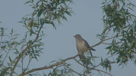 Common Cuckoo (Cuculus Canorus) Male Calling Stock Footage 335760052