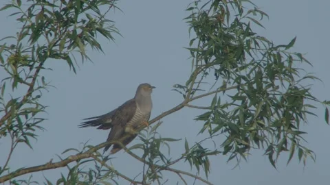 Common Cuckoo (Cuculus Canorus) Male In Willow Tree 库存影片 335760058
