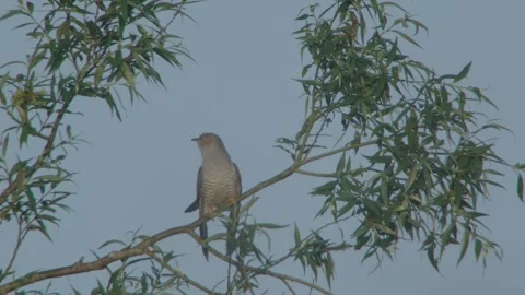 Common Cuckoo (Cuculus Canorus) Male Calling 库存影片 335760059