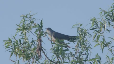 Common Cuckoo (Cuculus Canorus) Male Calling Stock Footage 335954433