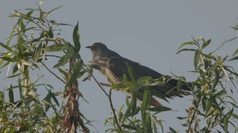 Common Cuckoo (Cuculus Canorus) Male Calling. Closeup 库存影片 335954627