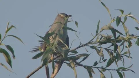 Common Cuckoo (Cuculus Canorus) Male Calling Stock Footage 335954670