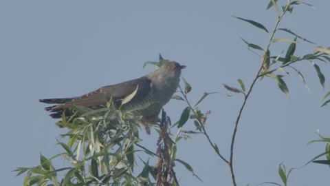 Common Cuckoo (Cuculus Canorus) Male Calling. Closeup 库存影片 335955096