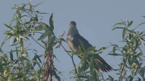 Common Cuckoo (Cuculus Canorus) Male Calling. Closeup 库存影片 335955225