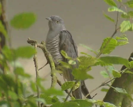 Common Cuckoo, Cuculus canorus, perched - medium shot Stock Footage 50708964