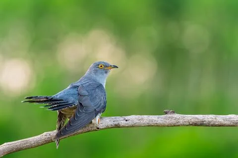 Common Cuckoo (Cuculus canorus) perched on bare branch in green forest back.. Фото