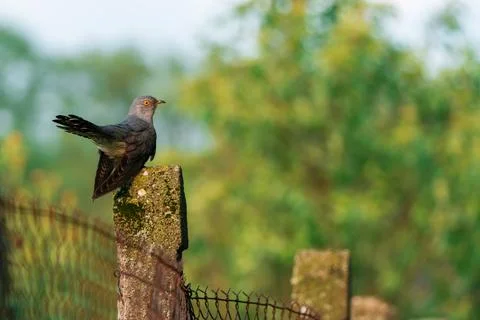 Common Cuckoo Cuculus canorus perched on mossy concrete fence post near rus.. Photos