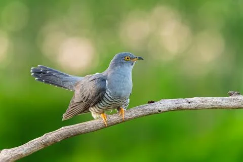 Common Cuckoo (Cuculus canorus) perched on brown branch with green blurred .. Фото