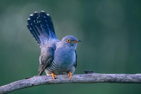 Common Cuckoo (Cuculus canorus) perched on bare tree branch displaying fann.. 库存照片