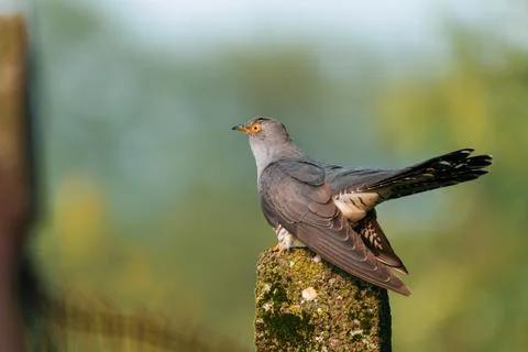 Common Cuckoo (Cuculus canorus) perched on mossy concrete pillar in outdoor.. 库存照片