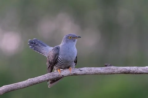 Common Cuckoo (Cuculus canorus) perched on bare branch in forest with blurr.. 库存照片