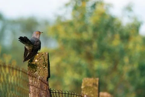 Common Cuckoo (Cuculus canorus) perched on mossy fence post in green rural .. 库存照片