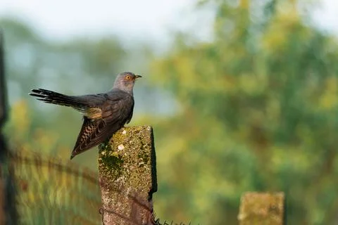 Common Cuckoo (Cuculus canorus) perched on mossy concrete fence post in rur.. 库存照片