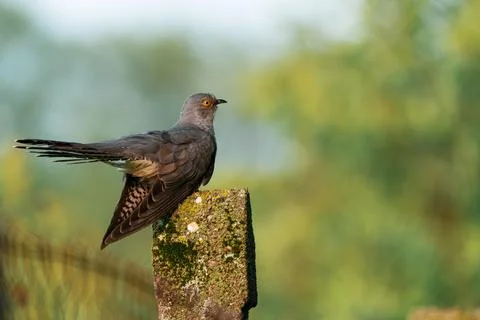 Common Cuckoo (Cuculus canorus) perched on mossy concrete post in green out.. Фото