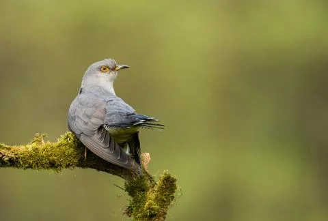 Common cuckoo (Cuculus canorus) Stock Photos
