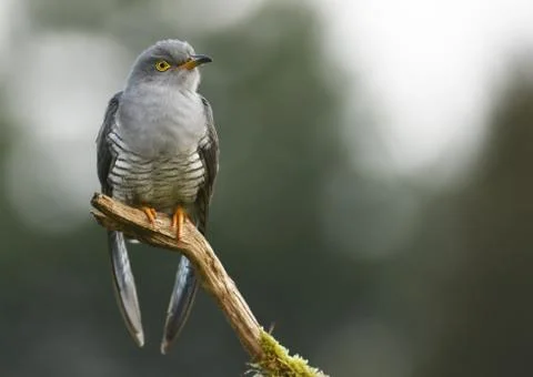 Common cuckoo (Cuculus canorus) Stock Photos
