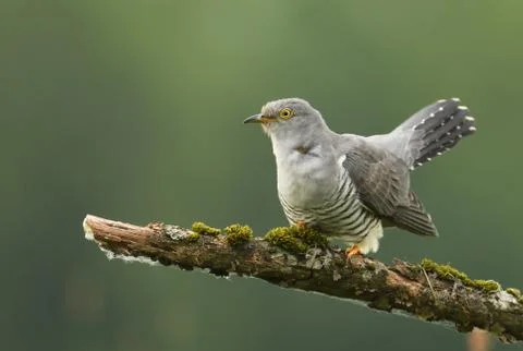 Common cuckoo (Cuculus canorus) Stock Photos