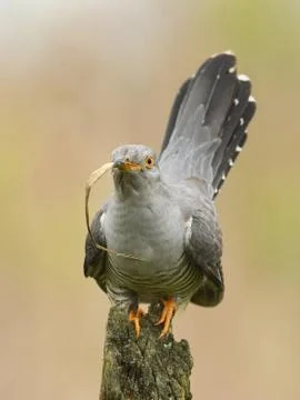 Common cuckoo (Cuculus canorus) Stock Photos