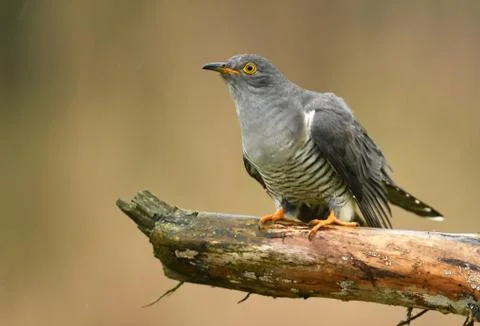 Common cuckoo (Cuculus canorus) Stock Photos
