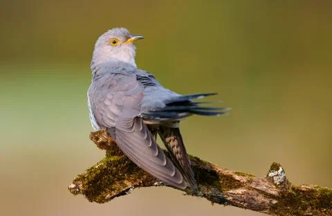 Common cuckoo (Cuculus canorus) Stock Photos