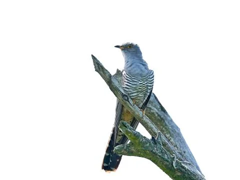Common cuckoo (Cuculus canorus) Stock Photos