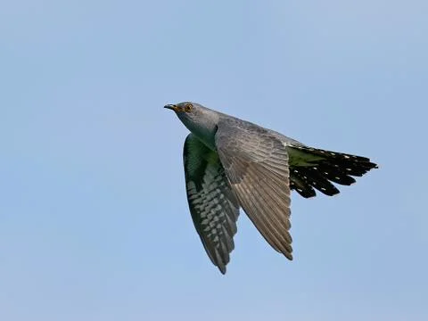 Common cuckoo (Cuculus canorus) Foto stock
