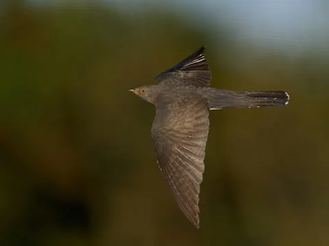 Common cuckoo (Cuculus canorus) Stock Photos
