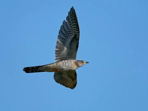 Common cuckoo (Cuculus canorus) Stock Photos