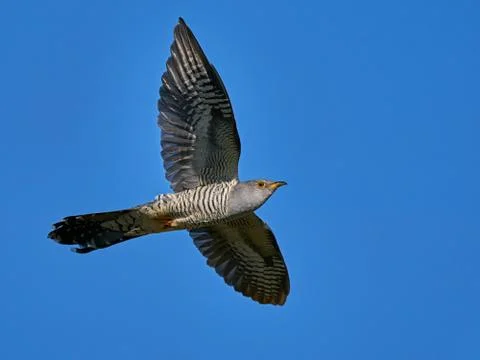 Common cuckoo (Cuculus canorus) Stock Photos