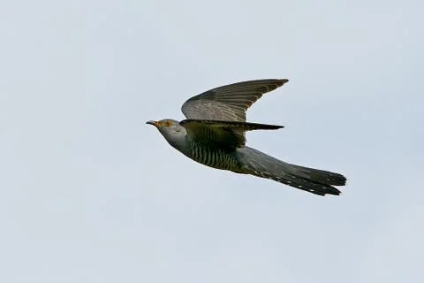 Common cuckoo (Cuculus canorus) Stock Photos
