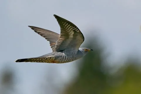 Common cuckoo (Cuculus canorus) Stock Photos