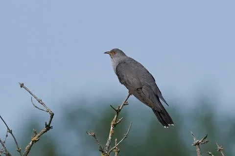 Common cuckoo (Cuculus canorus) Stock Photos