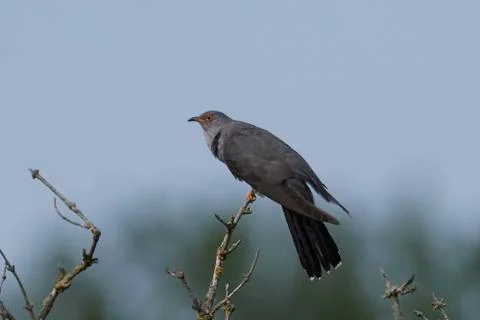 Common cuckoo (Cuculus canorus) Stock Photos