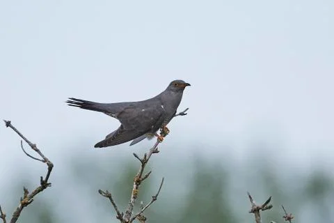 Common cuckoo (Cuculus canorus) Stock Photos