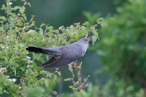 Common cuckoo (Cuculus canorus) Stock Photos