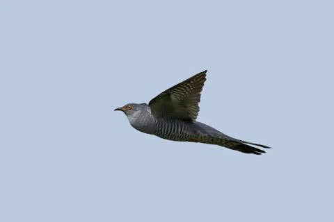 Common cuckoo (Cuculus canorus) Stock Photos