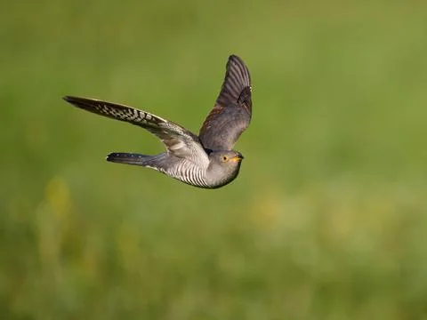 Common cuckoo (Cuculus canorus) Stock Photos