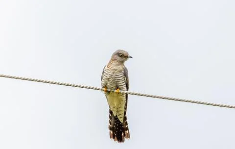 A Common Cuckoo (Cuculus canorus) Stock-Fotos