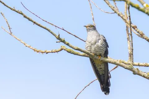Common cuckoo, Cuculus canorus, resting and singing in a tree. Stock Photos