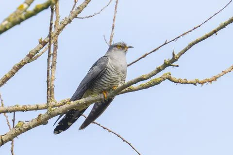 Common cuckoo, Cuculus canorus, resting and singing in a tree. Stock Photos