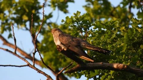 Common cuckoo (cuculus canorus) sits on a tree branch on a green background  Stock-Footage 162238270