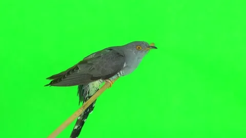 Common cuckoo (cuculus canorus) sits on a branch in profile on a green screen Stock Footage 164377368